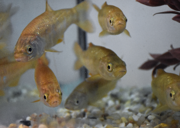 Sofia Mendes e Vítor Sousa em equipa que descobre nova espécie de peixe que ocorre apenas na bacia do Sado